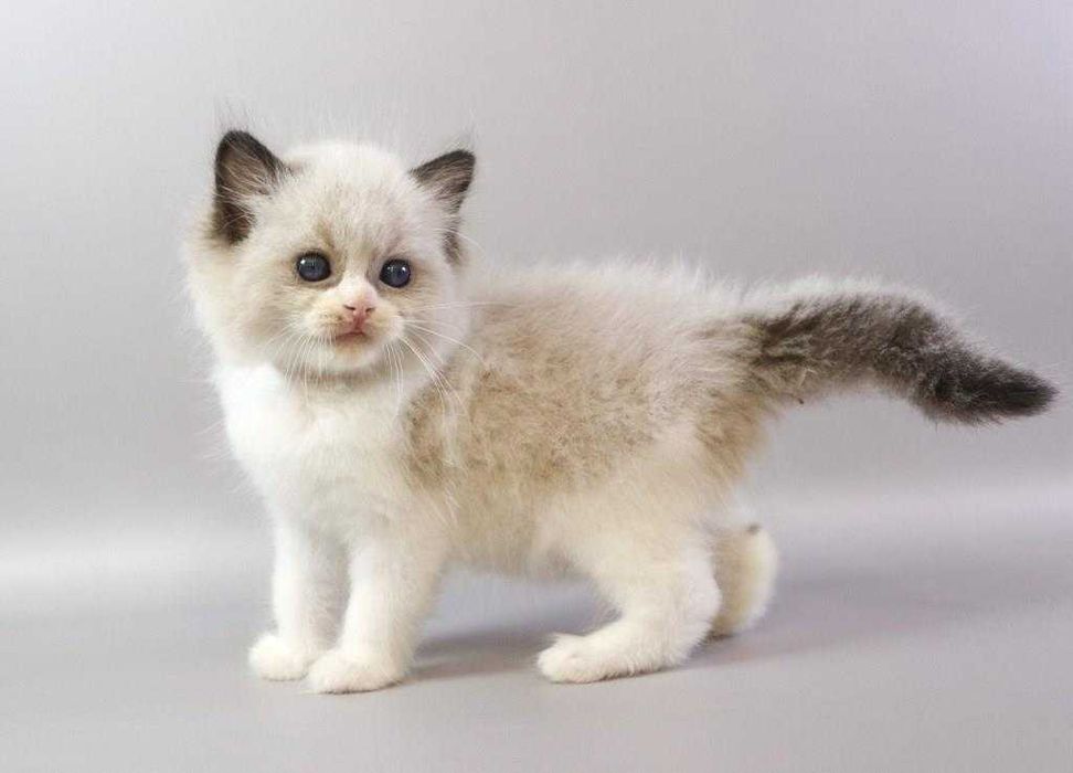 Прелестный котик  Ragdoll//Регдолл