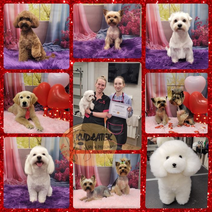 Kurs strzyżenia psów - kurs groomingu salon Kudłatek Mława