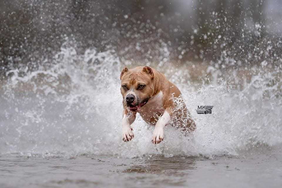 Mocny samiec Lary, błękitno-płowy szczeniak z rodowodem. Amstaff