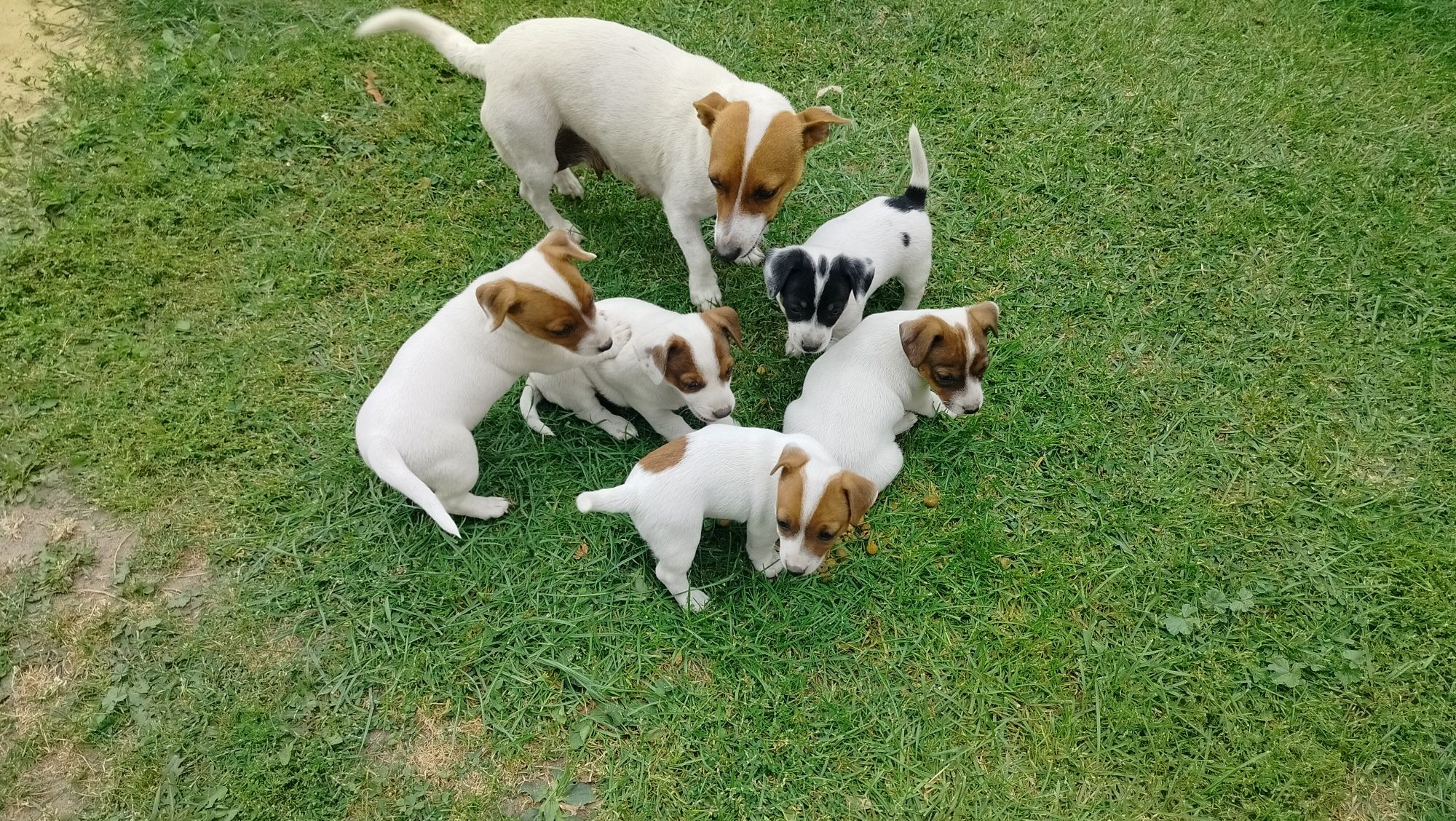 Szczeniak Jack Russell Terrier