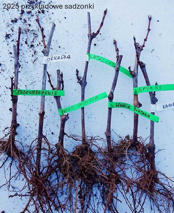 Sadzonki winorośli SOLARIS białe przerobowe oraz deserowe beznasienne