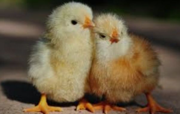 Ія Кобб та М'ясояєчних