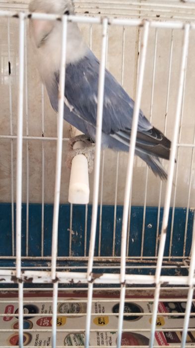 Agapornis e caturra machos por sexagem