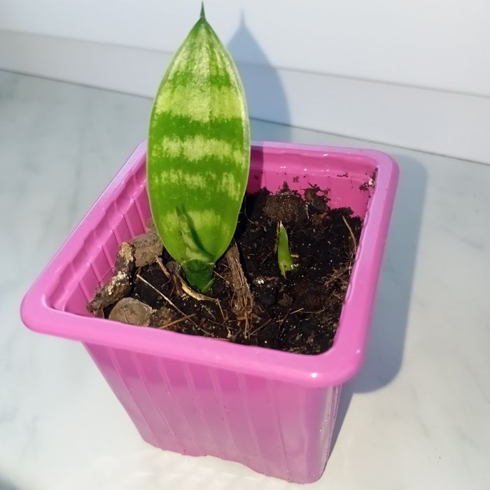 Sansevieria trifasciata ładnie ukorzeniona