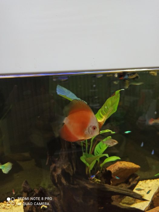 Discus de vários tamanhos