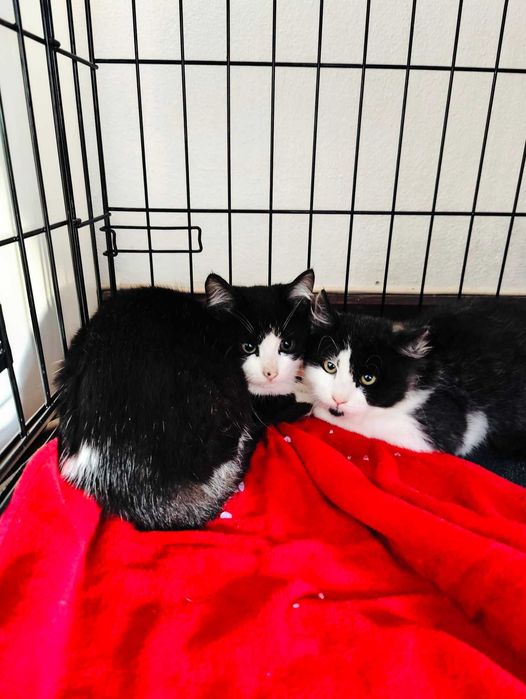 Bebés com cerca de 2/3 meses para adoção responsável