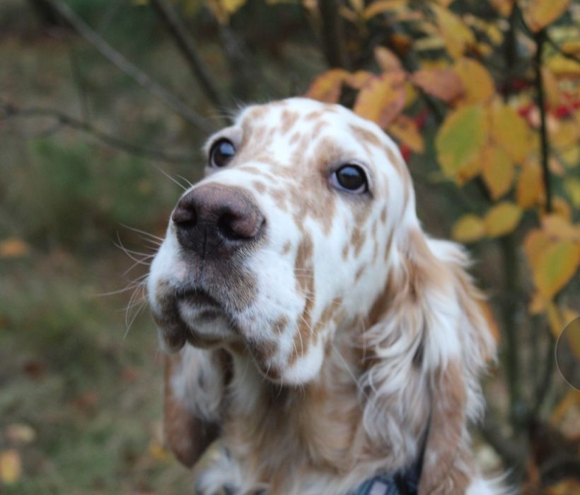 Seter angielski-samiec rezerwacja