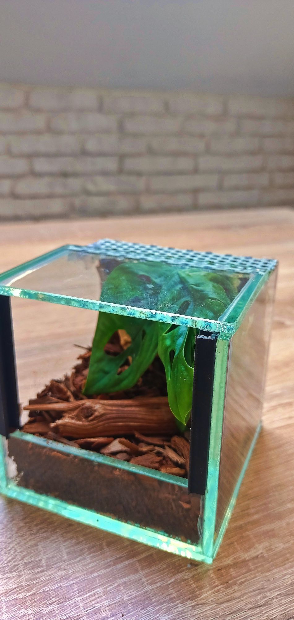 Gotowe Terrarium 10x10x10 Żywe Rośliny+GRATIS