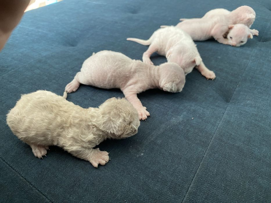 Продам котят породы Девон рекс Devon Rex Доставка по Украине