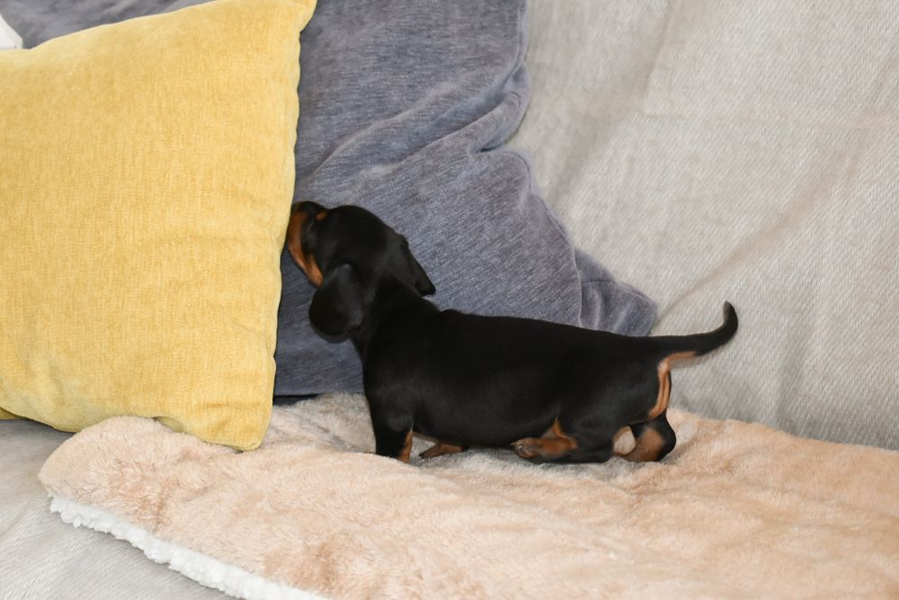 Teckel fêmea disponível