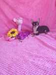 Chihuahua miniatura maravilhosa