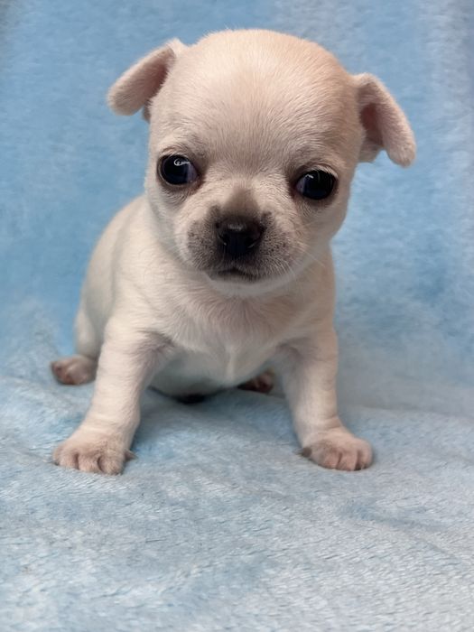 Chihuahua Macho Pelo Curto