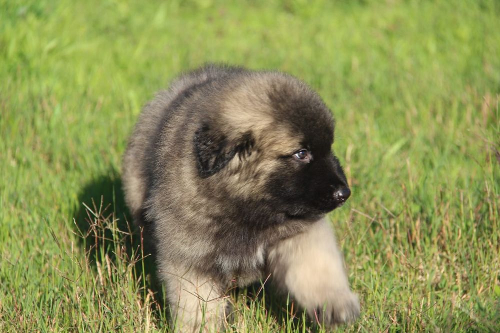 Cachorro Serra da Estrela