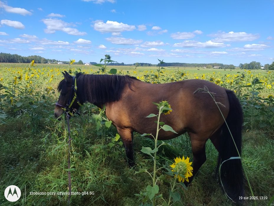 Klacz 4 lata - 120 cm/przyjęła jeźdźca
