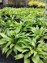 Саженці хости невибагливп