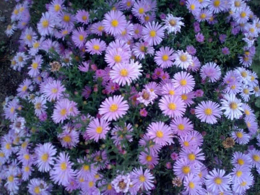 Айстра зимняя многолетник сентябрина, бордюрная