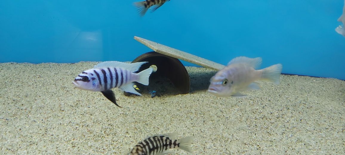 Pyszcxaki Metriaclima Fainzilberi Maison Reef Malawi Tanganika