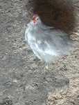 Kurki cochiny lawendowe