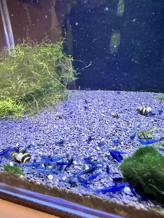 Neocaridina blue dream