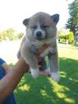 Akita Inu suczka