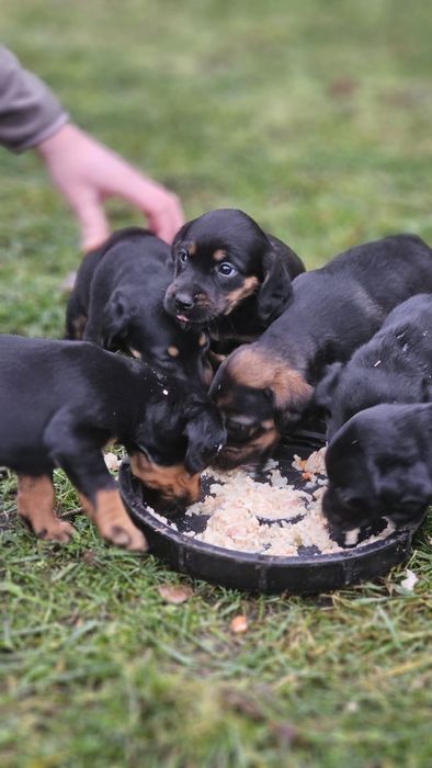 Продам цуценят Спанієль