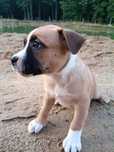 Amstaff suczka spokojna