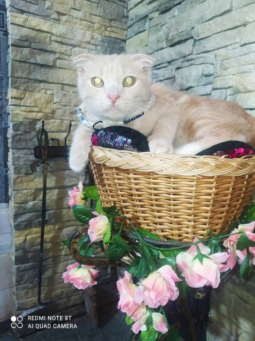 Шотландские вислоухие котята