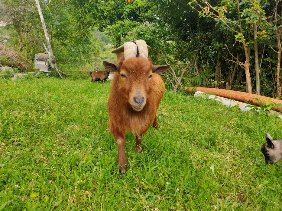 Cabras anãs (macho e fêmea)