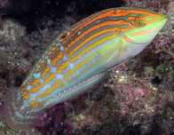 Halichoeres cosmetus