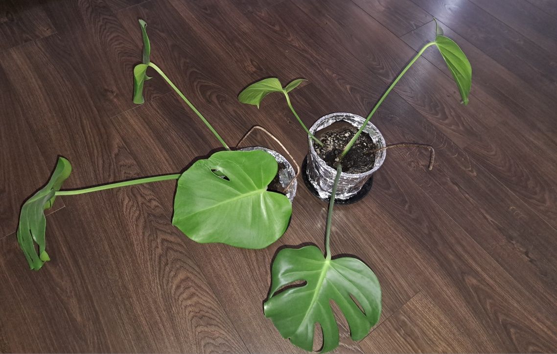 Monstera dziurawa.Dorosłe rośliny sadzonki.