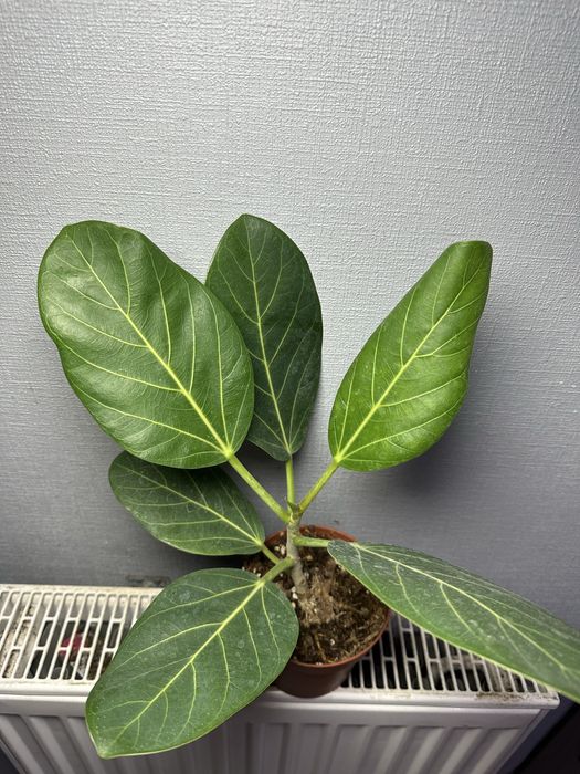 Стреліція Епіпремнум Маранта Плющ Спатифілум Даймонд Фікус Калатея