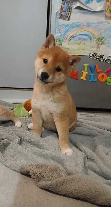 Shiba Inu ﾠﾠﾠﾠﾠﾠﾠﾠﾠﾠ