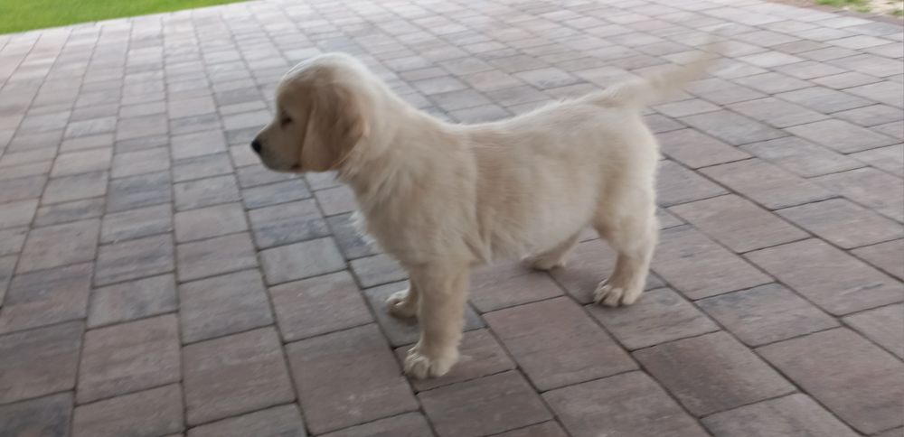 Golden Retriever Szczeniaki