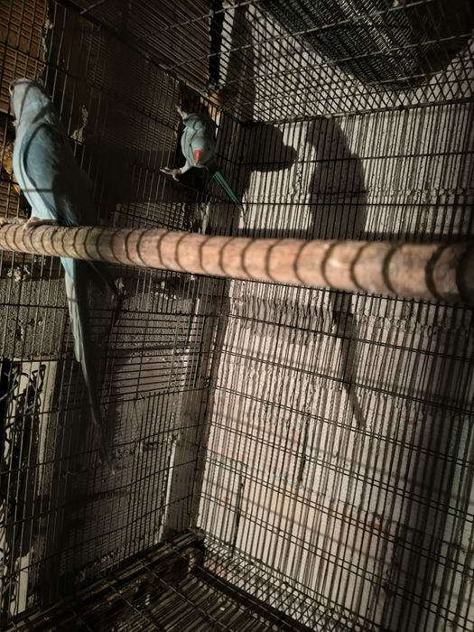 Rignet para venda duas fêmeas por 160€   ou trco por um macho amarelo