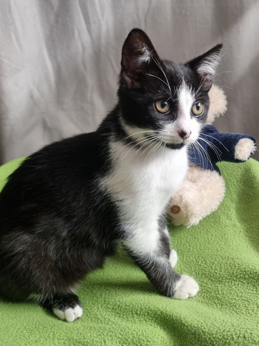 Cudny kocurek Piotruś szuka domu