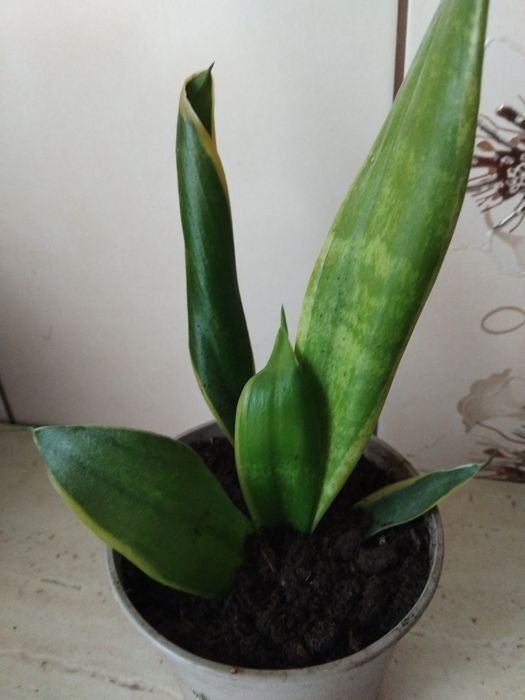 Kwiat sansewieria
