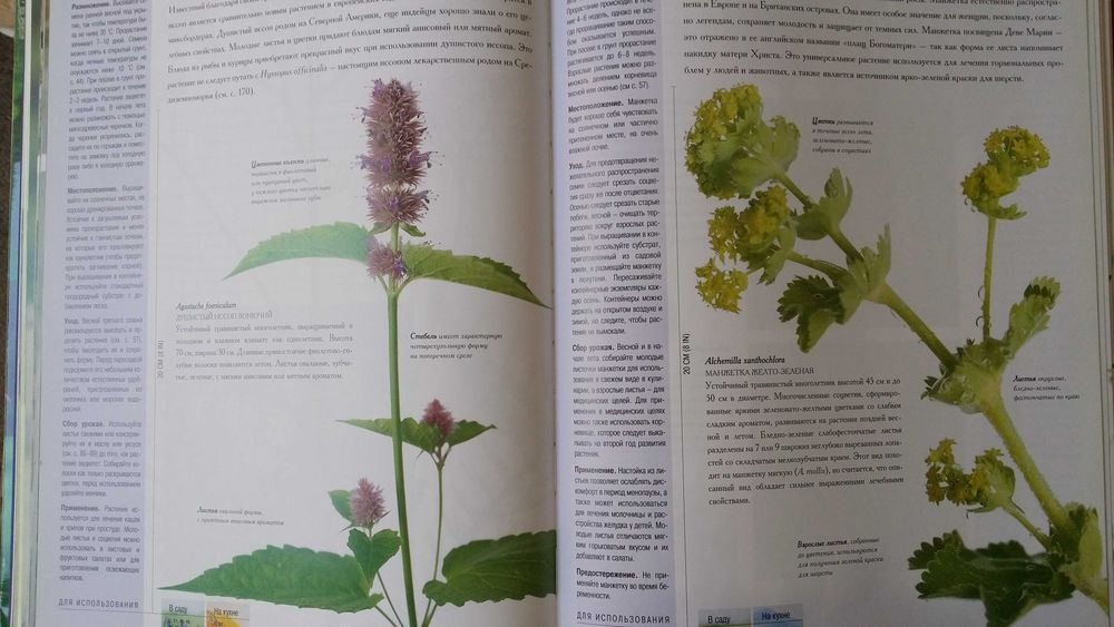 Джекка Маквикар. Новая книга трав