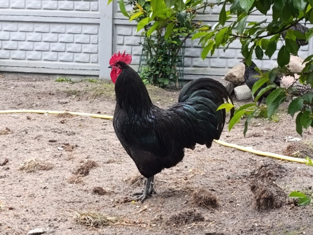 Kogut Australorp