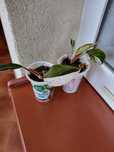 Philodendron White Princess