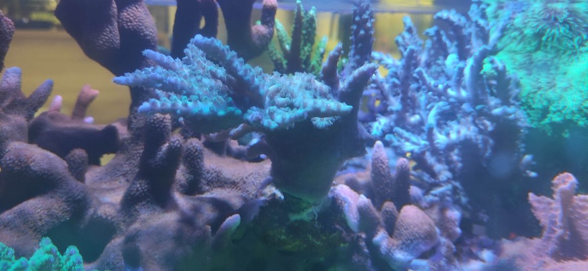 Acropory akwarium morskie