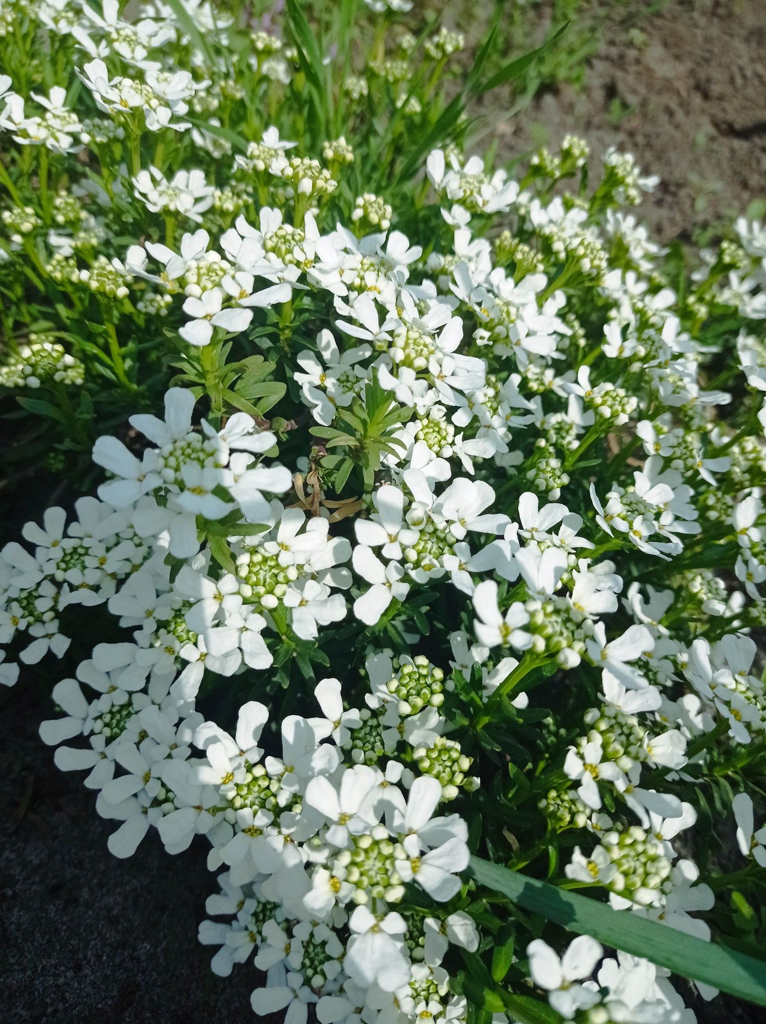 Флокс и др.мнголетники из сада