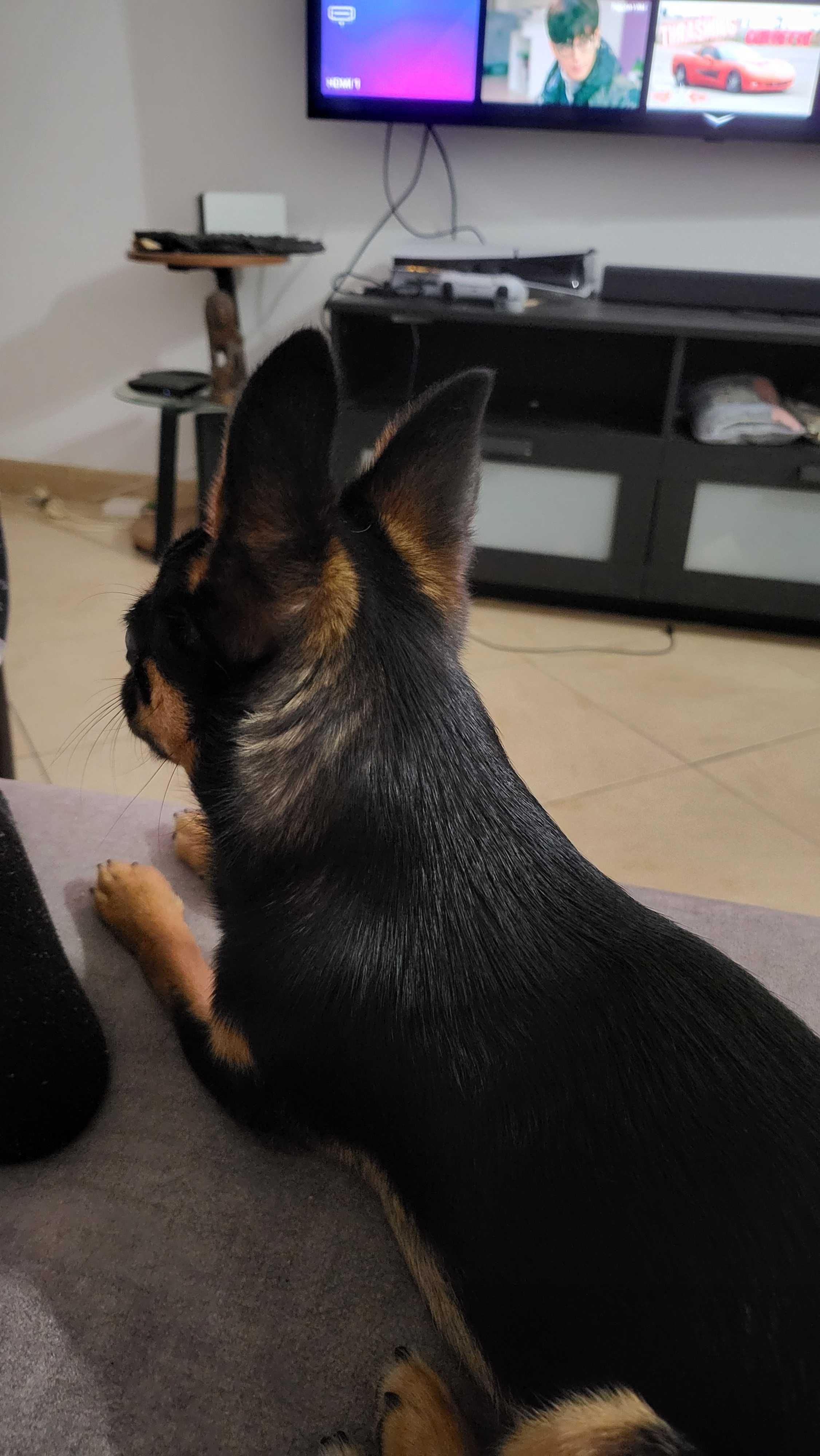 Chihuahua preto exótico