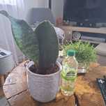 Sansevieria white masoniana