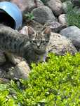 Koteczek do adopcji.
