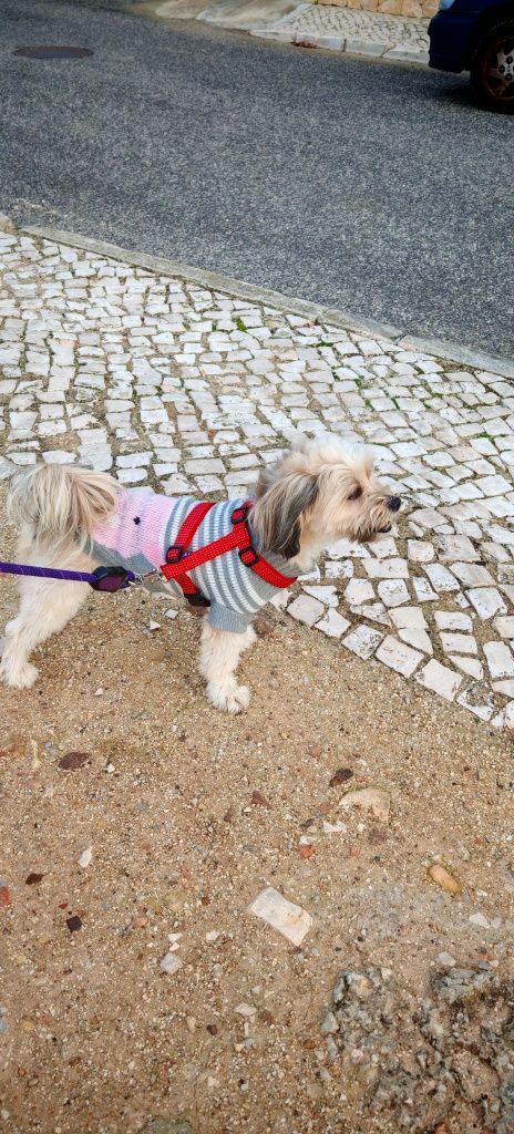 Pet Sitting/Walking Sitting