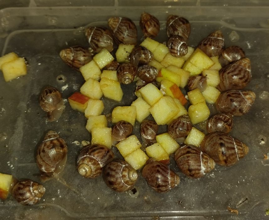 Улитки Ахатины 30 грн Нивки-Виноградарь