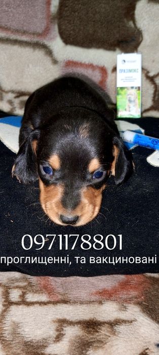 Мініатюрні чистокровні мраморні такси