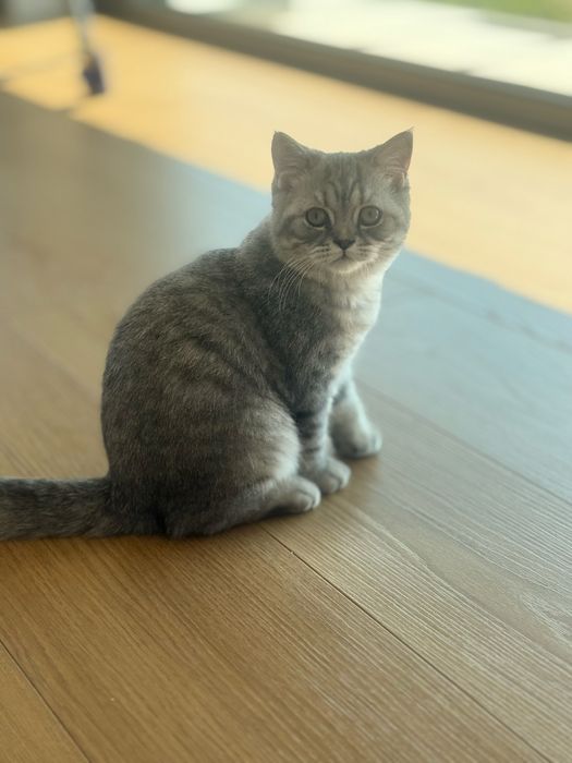 Kocurek brytyjski kocieta brytyjskie silver