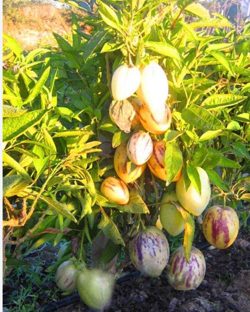 Pêra melão   plantas