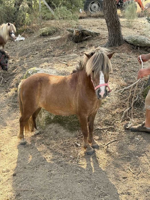 3 ponei femeas a venda